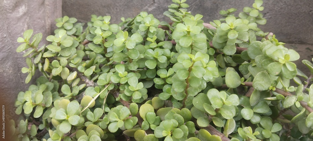plante, feuille, nature, jardin, légume, aliment, frais, congé, persil, champ, agricultura, organique, herbe plante, feuille, nature, jardin, légume, aliment, frais, congé, persil, champ, agricultura, organique, herbe