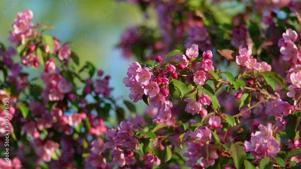Flowers are in full bloom, with their petals unfurling towards the sunlight. Creating a sense of depth and tranquility. Flowers are in full bloom, with their petals unfurling towards the sunlight. Creating a sense of depth and tranquility.
