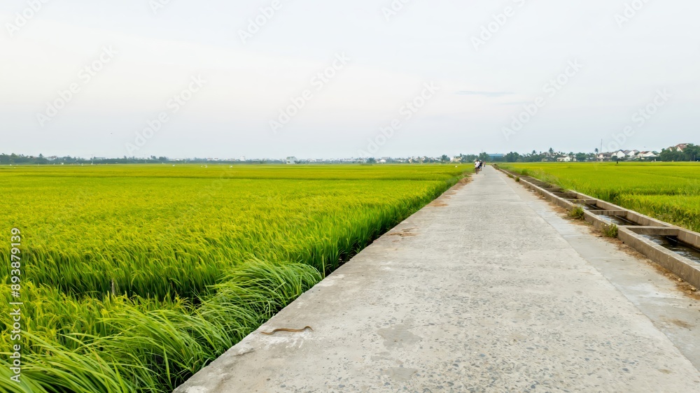 Obraz premium A rural concrete road cutting through lush green rice fields, representing agriculture and the Vietnamese countryside during harvest season
