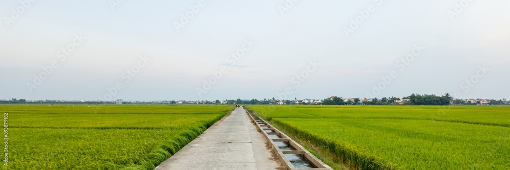 A serene concrete pathway stretches through vibrant green rice fields, ideal for illustrating rural agriculture and harvest themes