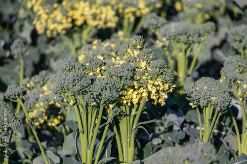 Broccoli Grown for Seed; broccoli in bloom in field near Yuma Arizona; fruit of broccoli is called a silique; each plant typically produces quarter pound of seeds