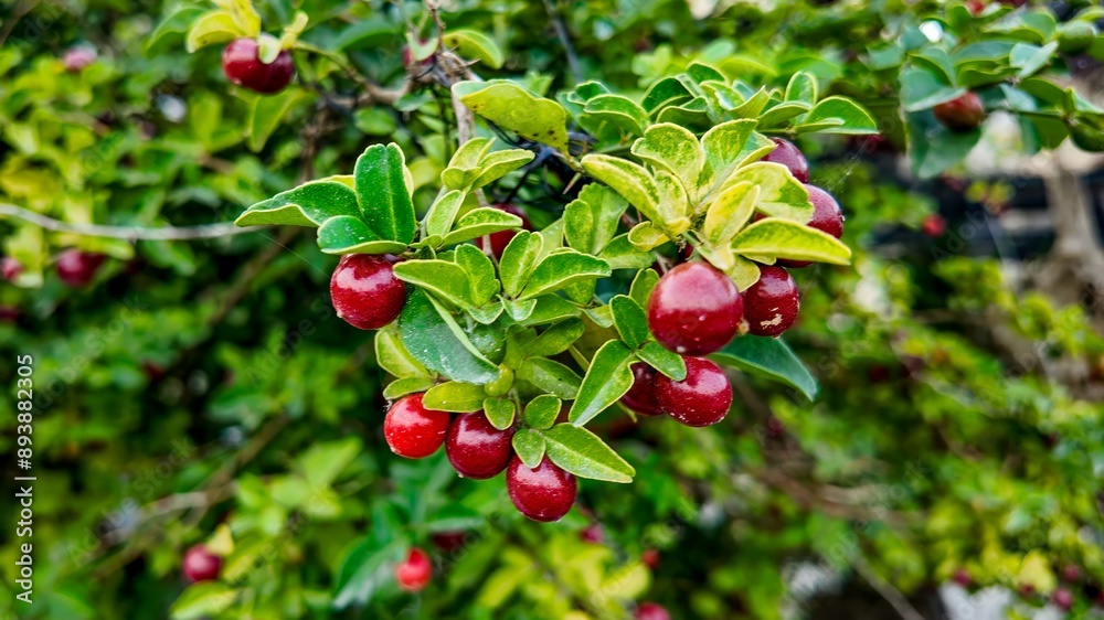 Obraz premium Close-up of ripe bearberry fruits on a branch, illustrating the concept of natural harvesting in late summer