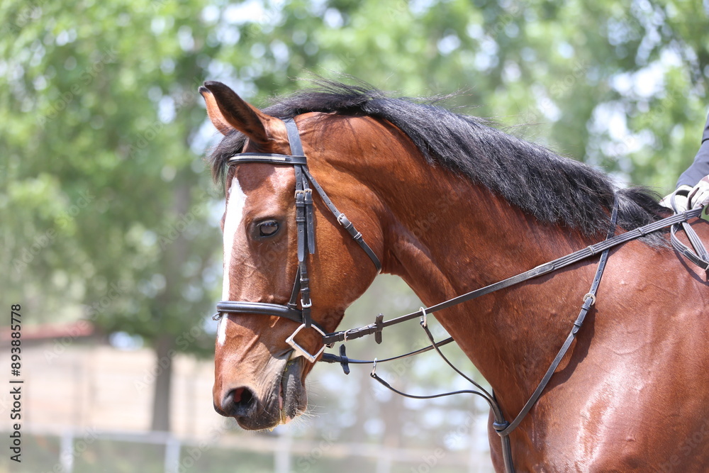 Photo shot of a beautiful show jumper horse on natural background Photo shot of a beautiful show jumper horse on natural background