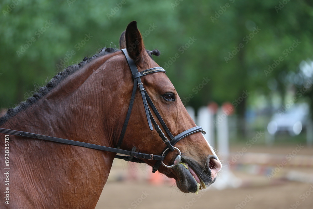 Photo shot of a beautiful show jumper horse on natural background Photo shot of a beautiful show jumper horse on natural background