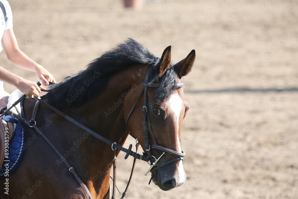 Fototapeta premium Photo shot of a beautiful show jumper horse on natural background