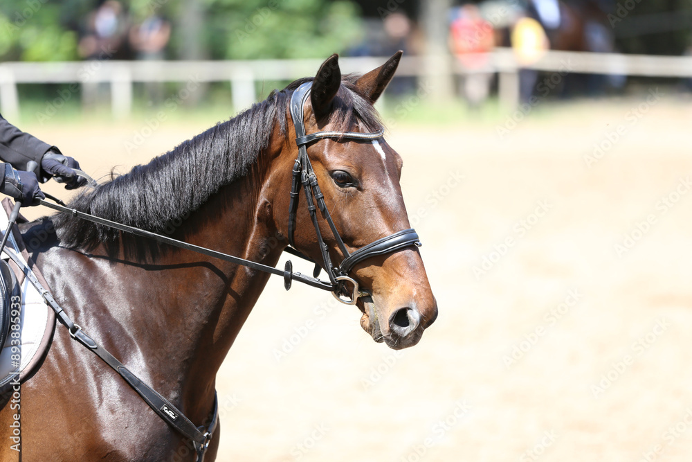 Photo shot of a beautiful show jumper horse on natural background Photo shot of a beautiful show jumper horse on natural background