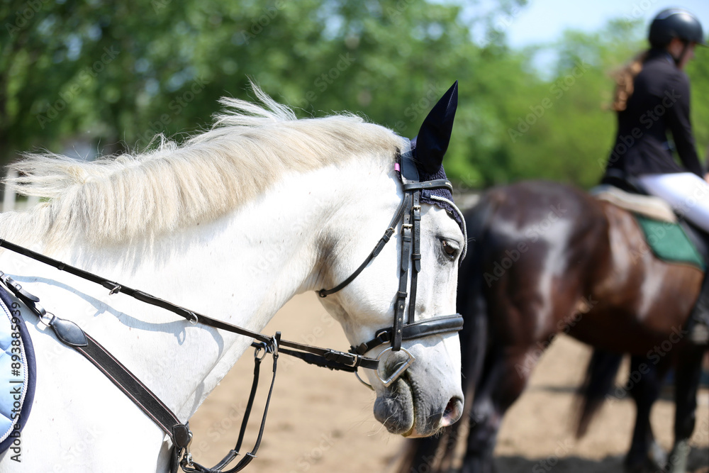 Photo shot of a beautiful show jumper horse on natural background Photo shot of a beautiful show jumper horse on natural background