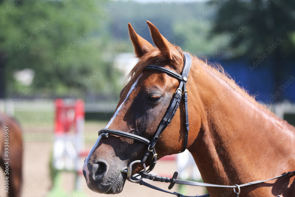 Fototapeta premium Photo shot of a beautiful show jumper horse on natural background