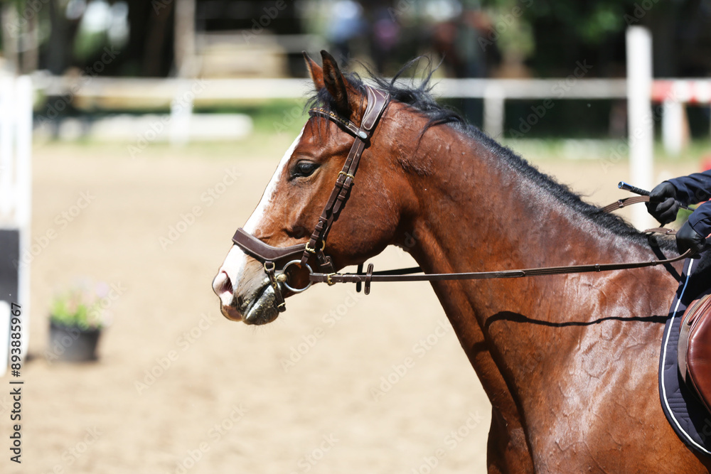 Fototapeta premium Photo shot of a beautiful show jumper horse on natural background