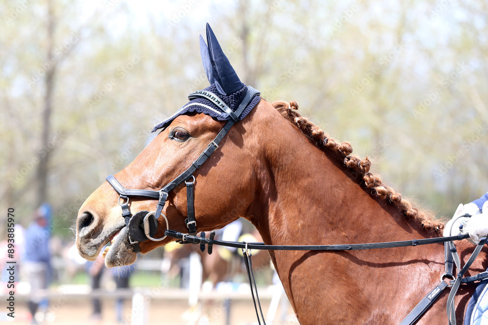 Obraz premium Photo shot of a beautiful show jumper horse on natural background