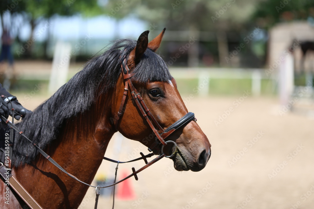 Photo shot of a beautiful show jumper horse on natural background Photo shot of a beautiful show jumper horse on natural background