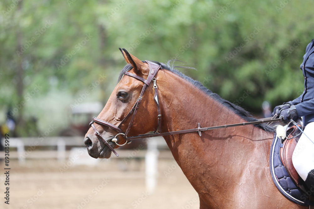Photo shot of a beautiful show jumper horse on natural background Photo shot of a beautiful show jumper horse on natural background