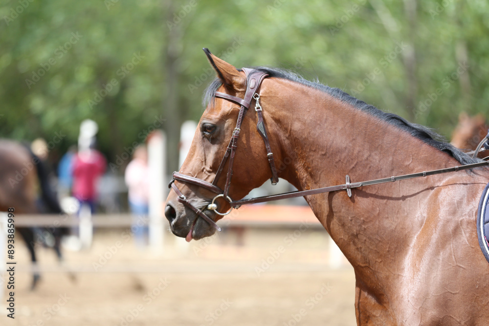 Photo shot of a beautiful show jumper horse on natural background Photo shot of a beautiful show jumper horse on natural background