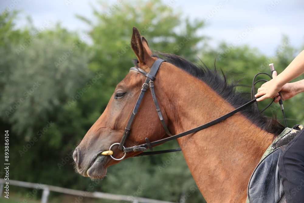 Photo shot of a beautiful show jumper horse on natural background Photo shot of a beautiful show jumper horse on natural background