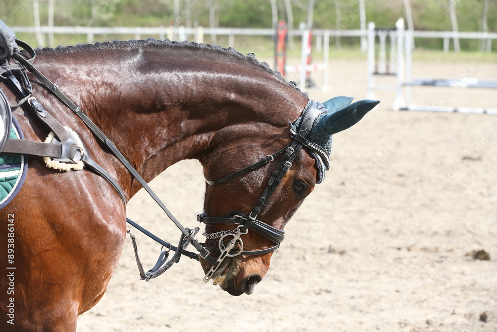 Obraz premium Photo shot of a beautiful show jumper horse on natural background