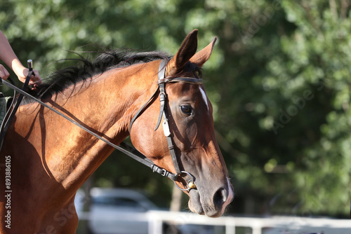 Photo shot of a beautiful show jumper horse on natural background