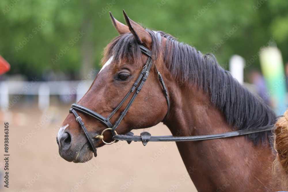 Photo shot of a beautiful show jumper horse on natural background Photo shot of a beautiful show jumper horse on natural background