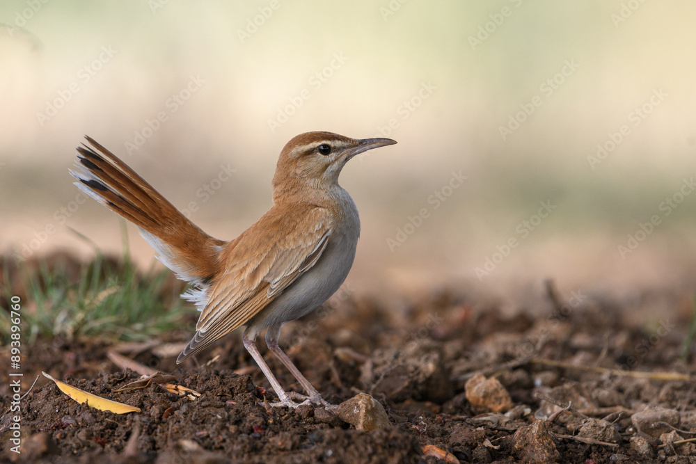 Close-up shot of Rufous-tailed Scrub Robin (Cercotrichas galactotes) Close-up shot of Rufous-tailed Scrub Robin (Cercotrichas galactotes)