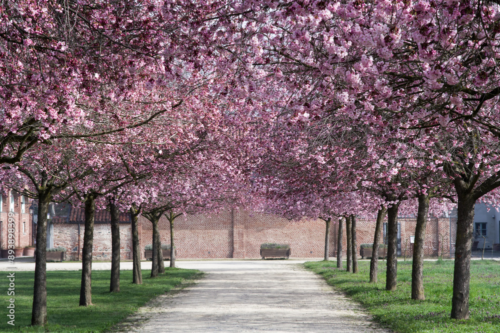Avenue of cherry trees at the Gardens of Royal Palace Venaria (Italy) Avenue of cherry trees at the Gardens of Royal Palace Venaria (Italy)