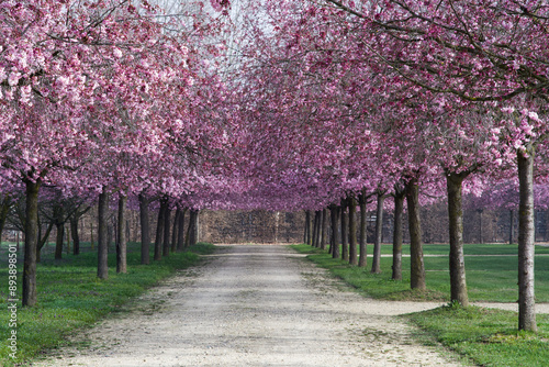 Avenue of cherry trees at the Gardens of Royal Palace Venaria (Italy)