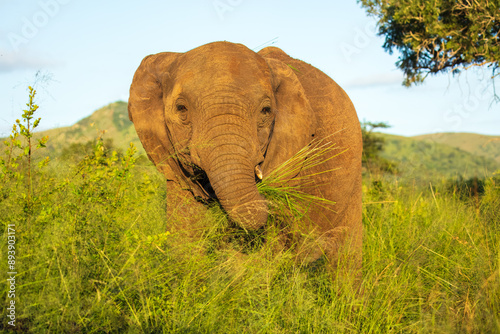 Elephants in Hluhluwe Imfolozi game reserve Africa, Family of Elephants , Elephants taking a bath in a water poolwith mud, eating green grass. African Elephants in landscape, green Africa photo