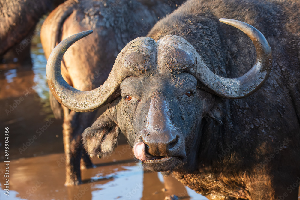 Portrait of african buffalo in natural habitat, kruger national park, south africa., high resolution photo Portrait of african buffalo in natural habitat, kruger national park, south africa., high resolution photo
