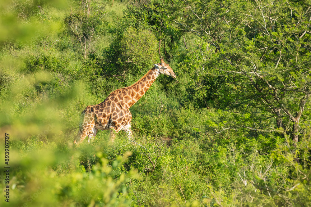 Fototapeta premium The giraffe is an African artiodactyl mammal, the tallest living terrestrial animal and the largest ruminant. Kruger National Park South Africa, 6k resolution 