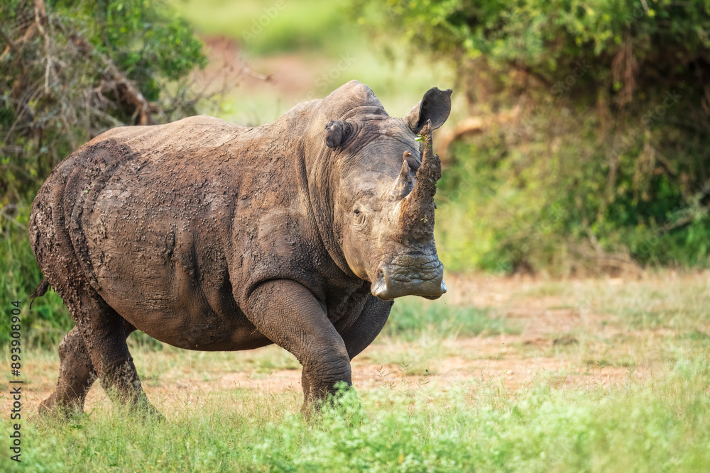 An endangered white rhinoceros (Ceratotherium simum) grazing in grassland, South Africa, Hlane Royal National Park, 6k resolution, high resolution photo An endangered white rhinoceros (Ceratotherium simum) grazing in grassland, South Africa, Hlane Royal National Park, 6k resolution, high resolution photo
