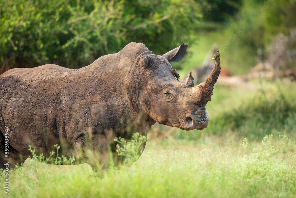 An endangered white rhinoceros (Ceratotherium simum) grazing in grassland, South Africa, Hlane Royal National Park, 6k resolution, high resolution photo An endangered white rhinoceros (Ceratotherium simum) grazing in grassland, South Africa, Hlane Royal National Park, 6k resolution, high resolution photo