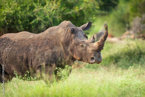 An endangered white rhinoceros (Ceratotherium simum) grazing in grassland, South Africa, Hlane Royal National Park, 6k resolution, high resolution photo