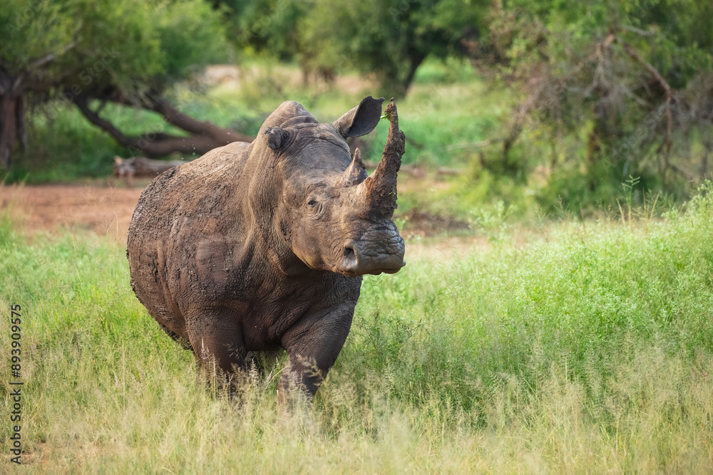 An endangered white rhinoceros (Ceratotherium simum) grazing in grassland, South Africa, Hlane Royal National Park, 6k resolution, high resolution photo An endangered white rhinoceros (Ceratotherium simum) grazing in grassland, South Africa, Hlane Royal National Park, 6k resolution, high resolution photo