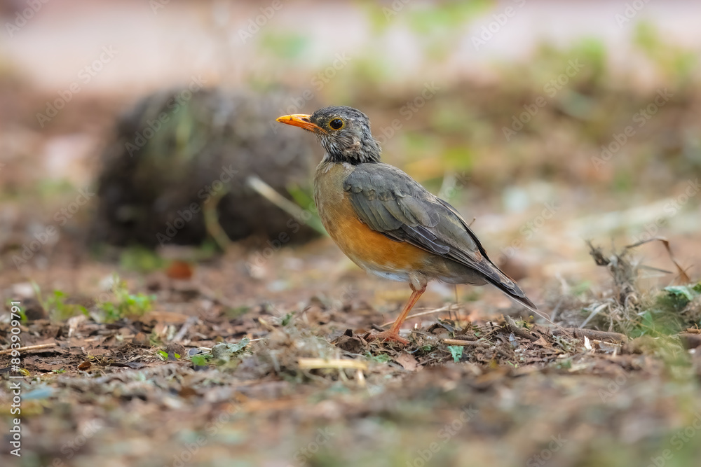 The Kurrichane thrush (Turdus libonyana) is a species of bird in the thrush family Turdidae. The species is found from central through to southern Africa. The Kurrichane thrush (Turdus libonyana) is a species of bird in the thrush family Turdidae. The species is found from central through to southern Africa.