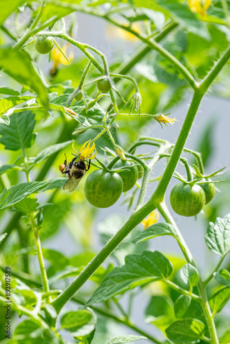 Bumblebee collecting pollen from tomato plant with small green cherry tomatoes in garden