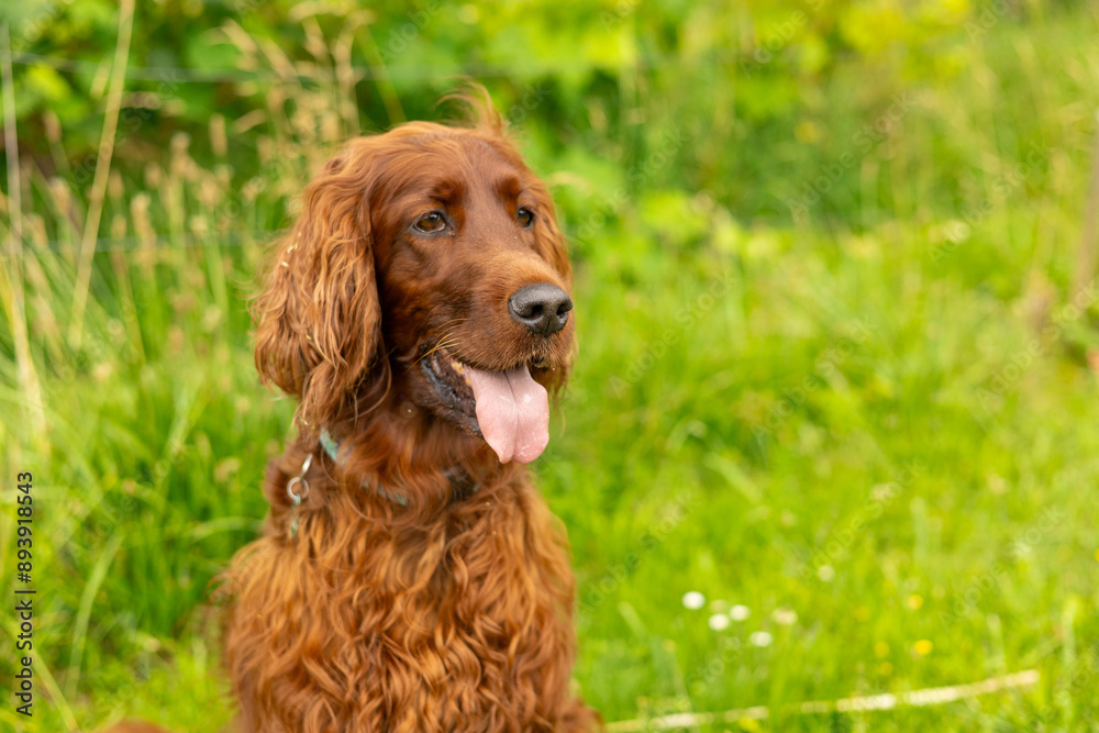 Beautiful Irish setter resting in the garden during summer. Brown dog breed Irish setter with his tongue hanging out outdoors in the park. Beautiful Irish setter resting in the garden during summer. Brown dog breed Irish setter with his tongue hanging out outdoors in the park.