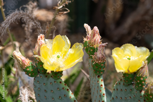 Close up  of wheel cactus (opuntia robusta) flowers in bloom photo