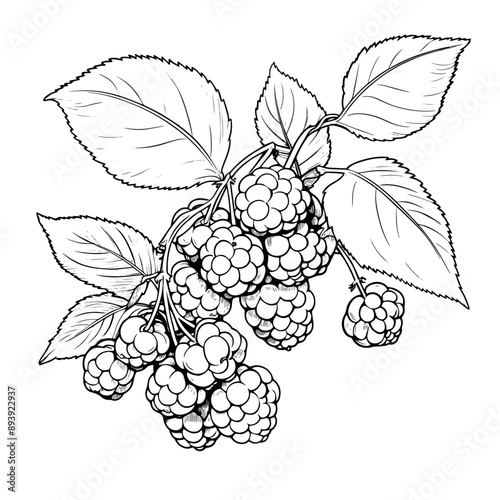 Hand drawn illustration of a blackberry, isolated on white background