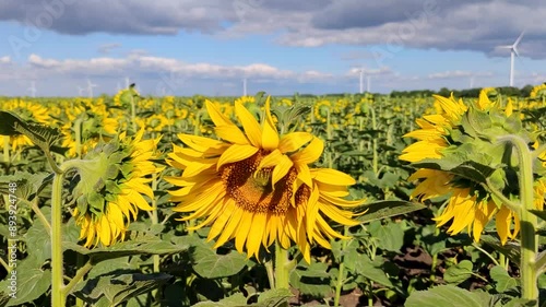Sunflowers sway gently in the breeze against a backdrop of wind turbines and blue sky