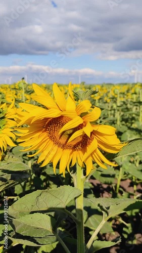 Vertical video of sunflowers sway gently in the breeze against a backdrop of wind turbines and blue sky
