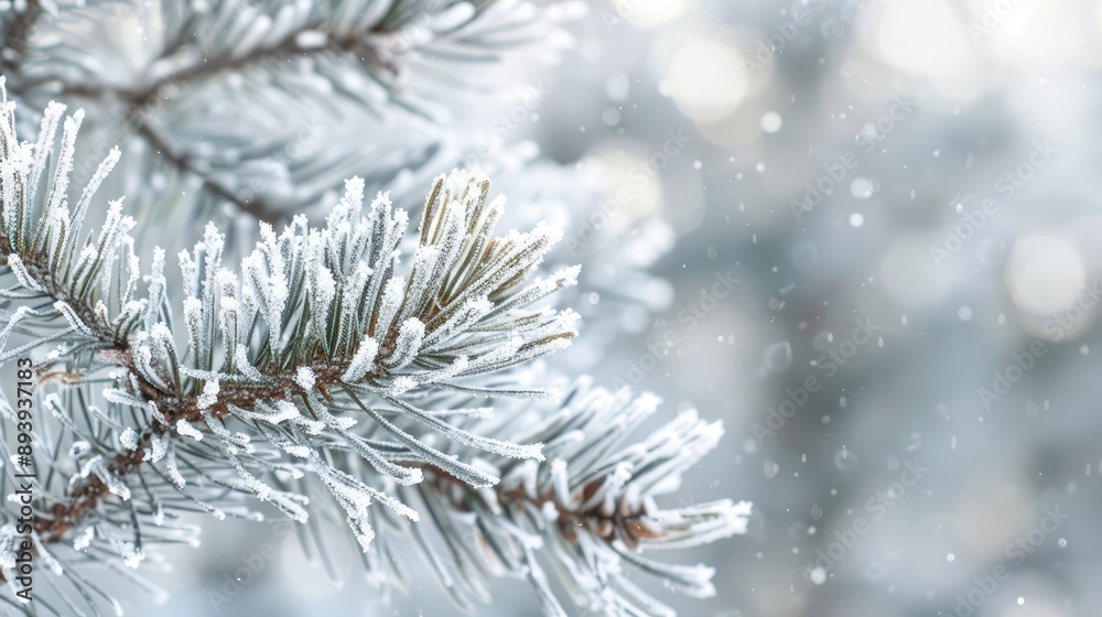 Close up of frosted pine branch in winter setting with space for text Close up of frosted pine branch in winter setting with space for text