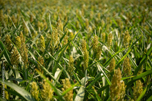 sorghumhirse anbau in österreich