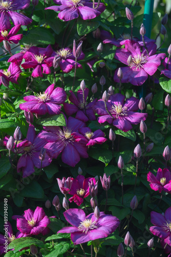 blooming clematis with green leaves in the garden on a trellis