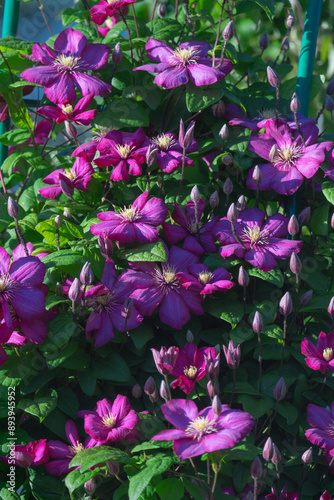 blooming clematis with green leaves in the garden on a trellis