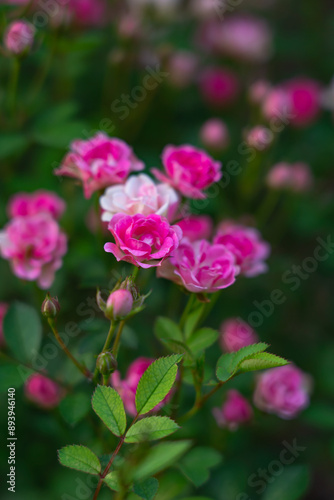 roses blooming on bushes in the garden, plant background