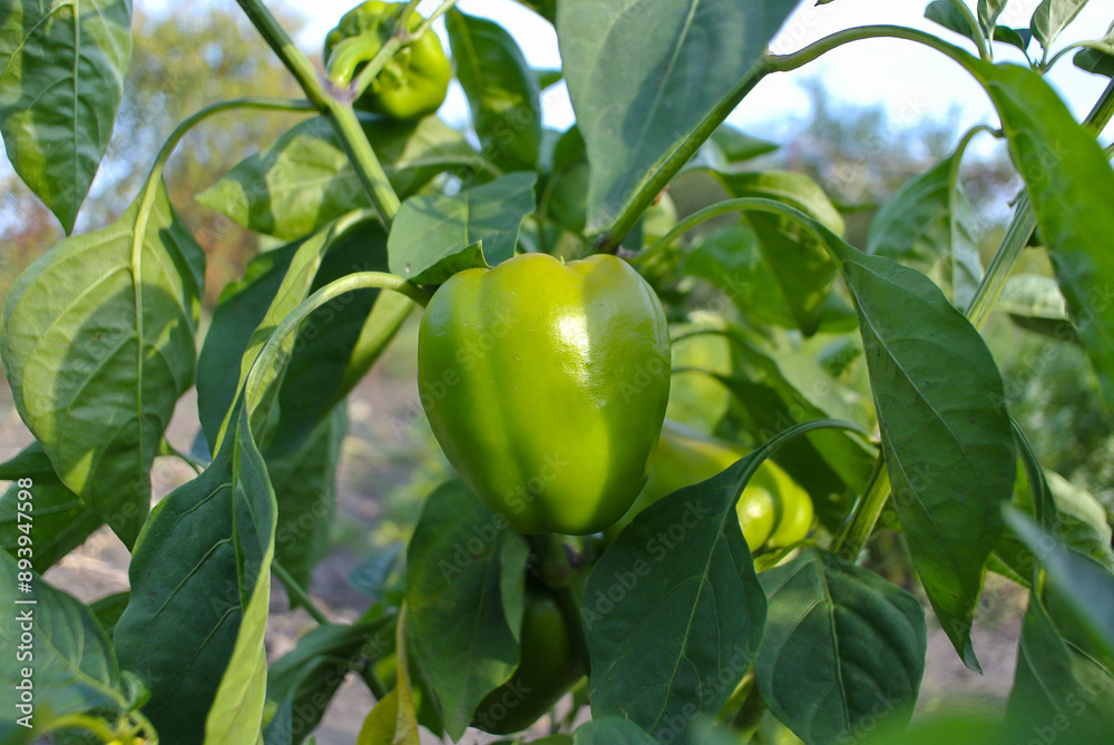 Green bell peppers in the garden, natural background. Green bell peppers in the garden, natural background.