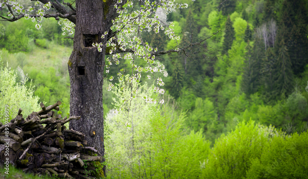 Blooming fruit tree with flowers and green hills in spring. Blooming fruit tree with flowers and green hills in spring.