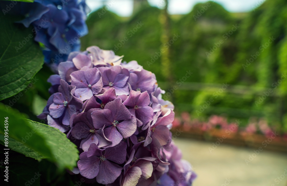 Blue hydrangea or hortensia flower. Hydrangea macrophylla - Beautiful bush of hydrangea,Artistic natural background. flower in bloom in summer