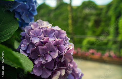 Obraz na płótnie Blue hydrangea or hortensia flower. Hydrangea macrophylla - Beautiful bush of hydrangea,Artistic natural background. flower in bloom in summer w salonie