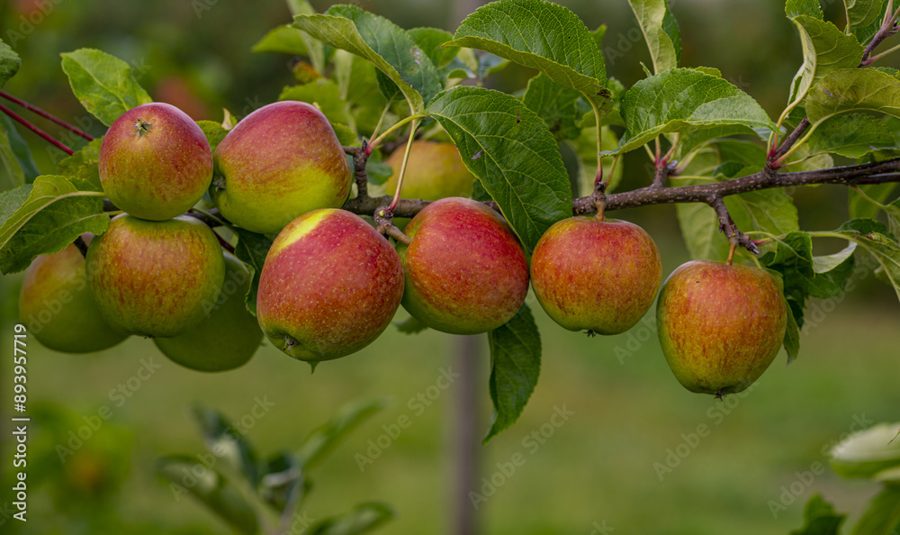 Apple tree plantation. Ripe red apples on a tree. Juicy apples. Apple orchard. Apple on tree in the garden. Harvest of fresh red apples. Apple tree plantation. Ripe red apples on a tree. Juicy apples. Apple orchard. Apple on tree in the garden. Harvest of fresh red apples.