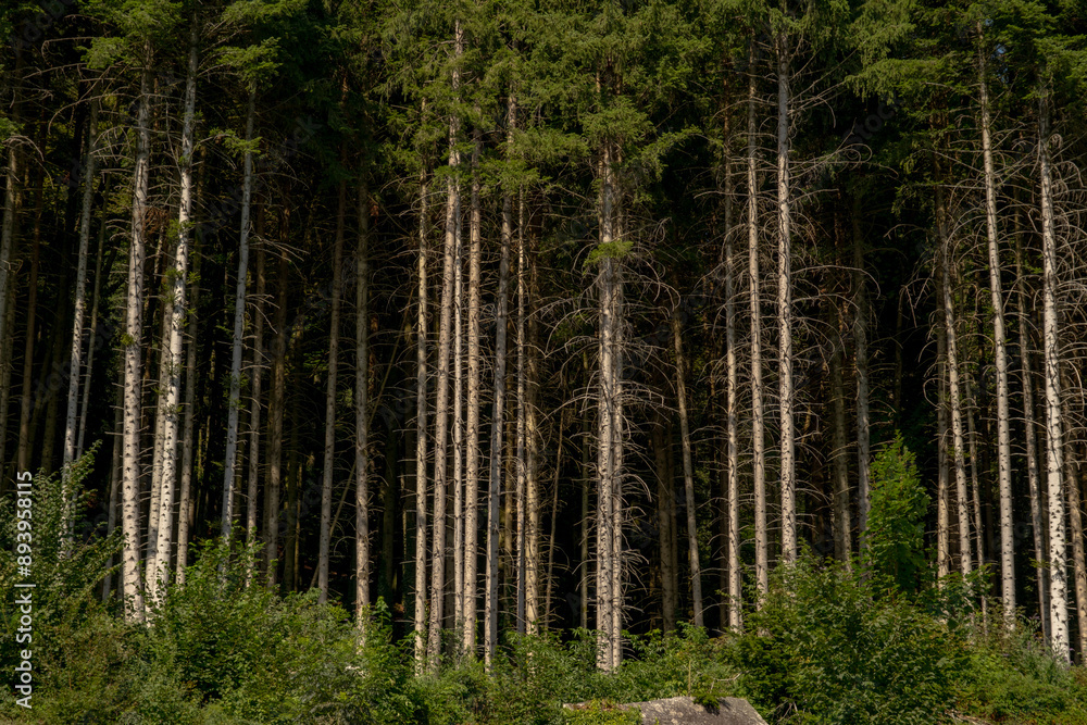 Fototapeta premium Nature wood forest. Background pine forest. Wood forest landscape. Peaceful forest.