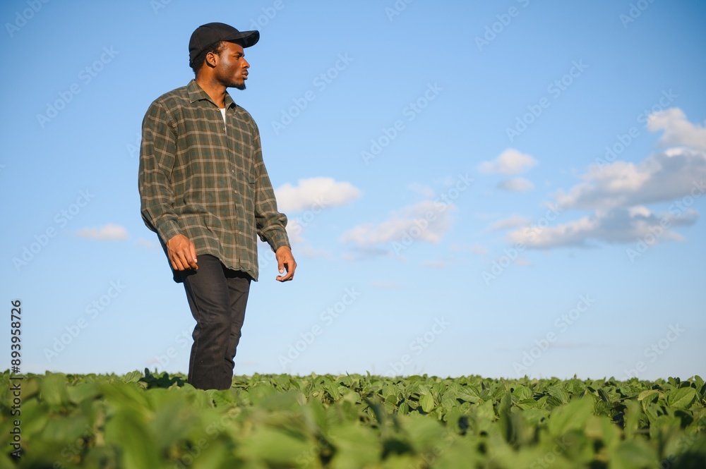Young farmer is showing his growing soybean field Young farmer is showing his growing soybean field